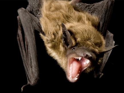 bat