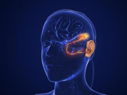 A cartoon showing an outline of the human head and connections from the outer ear to the brain. 
