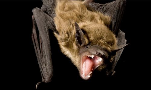 bat