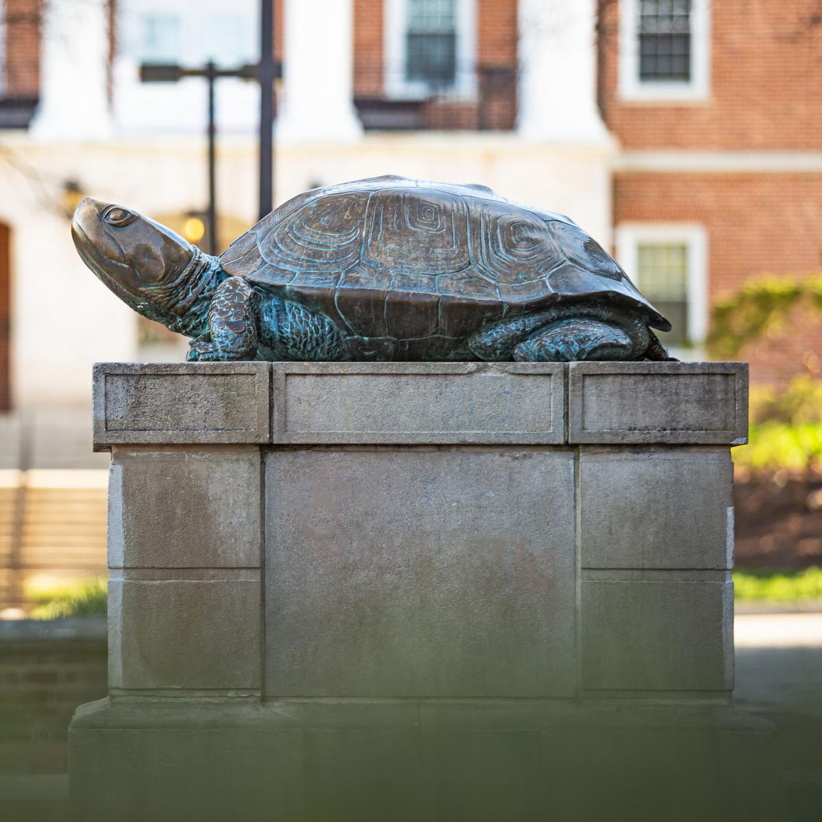 Testudo